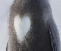 胸にハートマークを持ったペンギンの姿が南極で発見される