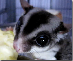 ぱちくりお目目でリンゴを食べる「フクロウモモンガ」