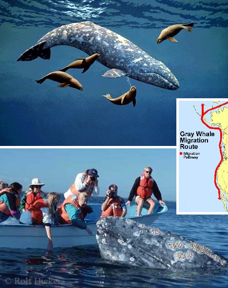animal_migrations_8a