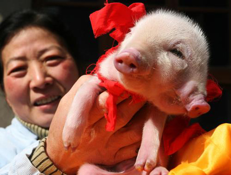2007pig