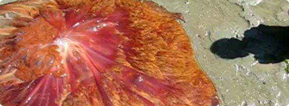 浜辺に打ち上げられた真っ赤な巨大クラゲがブクブクと蠢いて神秘グロテスク