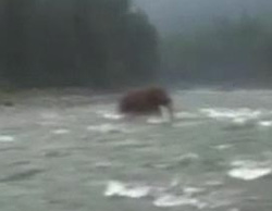 ＵＭＡ？絶滅種？シベリアで絶滅したはずのマンモスっぽい生物が川を渡る姿が撮影される（ロシア）