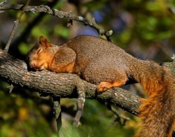 tired_640_36_e