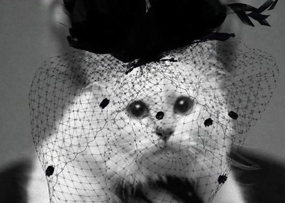ファッション界の重鎮、カール・ラガーフェルドの寵愛を受けていた愛猫「シュペット」は今？