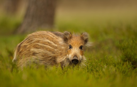 かわいらしい小動物が盛りだくさん。オランダの森に住む動物たちを撮影した森の住人たちのリアルライフ写真 カラパイア