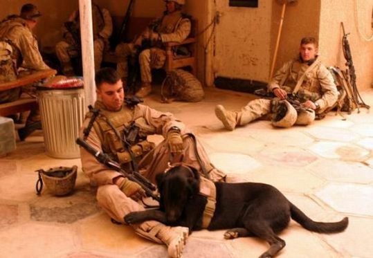 dogs_in_army_21