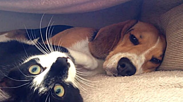 「ねえねえ、いっしょに遊ぼうよ」「いいけどちょっとぬくまってからな」寒い夜は犬と子猫の仲良しさんを見てとろけよう