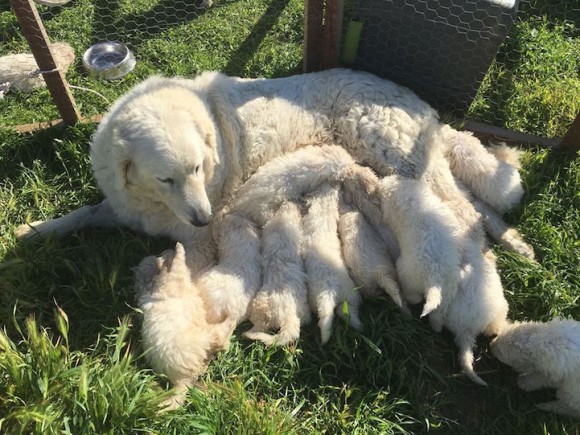 子だくさんがぐぐ！シープドックのお母さんはがんばった。17匹の元気な子犬を出産したよ。