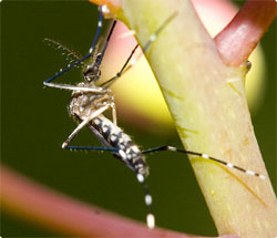 遺伝子を組み換えた「蚊」約6000匹を自然界に放出、デング熱対策（マレーシア）