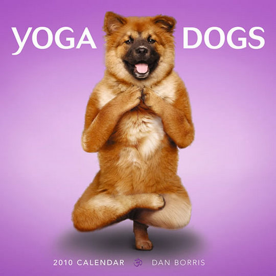 yoga-dogs