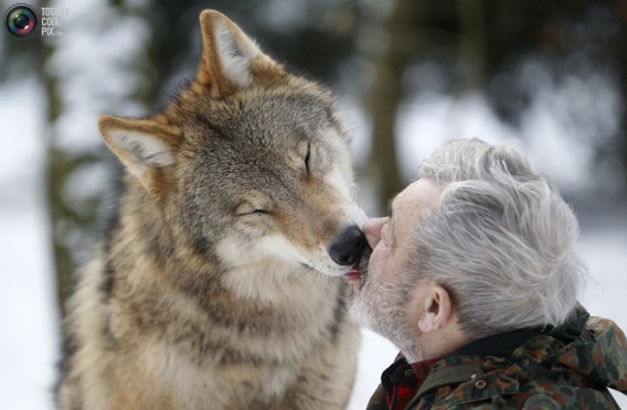 オオカミ保護施設を作り 群れのリーダーとして暮らす79歳のおじいさん ドイツ 13年2月1日 Biglobeニュース