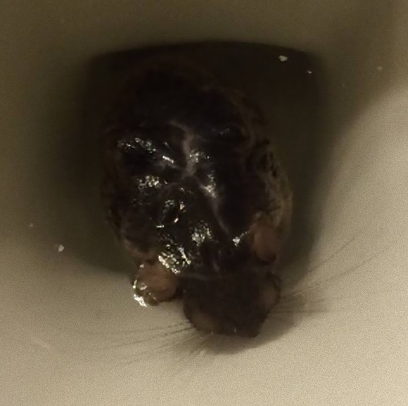 whiskered_animal_in_toilet-2_e