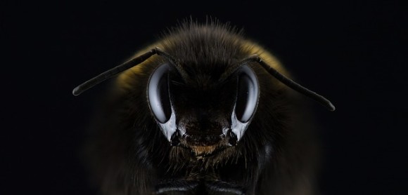 ミツバチにもアスペルガーが？社会性に乏しいミツバチに人間の自閉スペクトラム症に似た遺伝症状を確認（米研究）