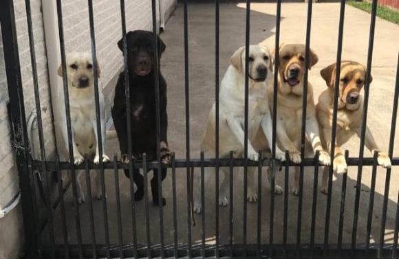 大好きなんやから～。郵便局員を心待ちにする犬たちのいる風景（アメリカ）