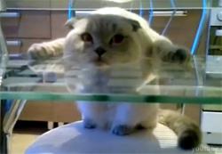 押しつぶされた感がたまらなくクセになってる猫