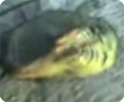淡水