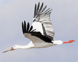 コウノトリもニート化。野生に返したコウノトリの85％が元の公園に戻ってきてしまうという事態に（兵庫県）
