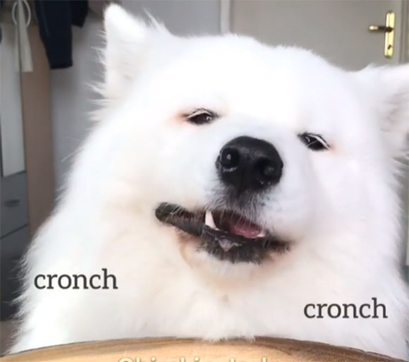 食べ物を食べるときの咀嚼音動画が流行っているので犬でやってみた（ASMR）