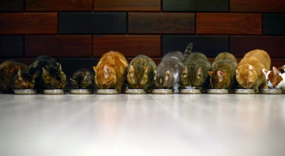 ついに並んだ！10匹の猫が一列に並んだお食事風景が壮観！