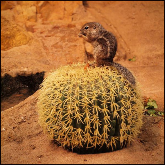 these_funny_animals_456_640_17