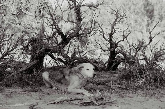old_dogs_22