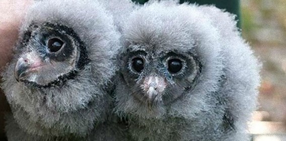 モッフモフのフッワフワ。タンポポの綿毛みたいなススイロメンフクロウの2匹の子どもたち
