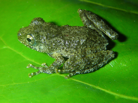090928-06-mekong-frog_big