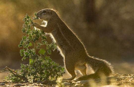 gophers_16