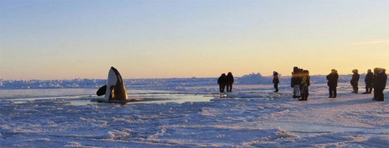 氷に閉じ込められたシャチ11頭たち、氷の隙間からパクパクと代わる代わる呼吸（カナダ）