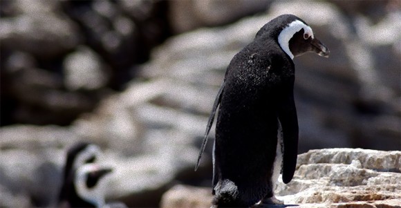 記録的な長雨で動物園のペンギンがウツ状態に。抗うつ剤を投与（英水族館）