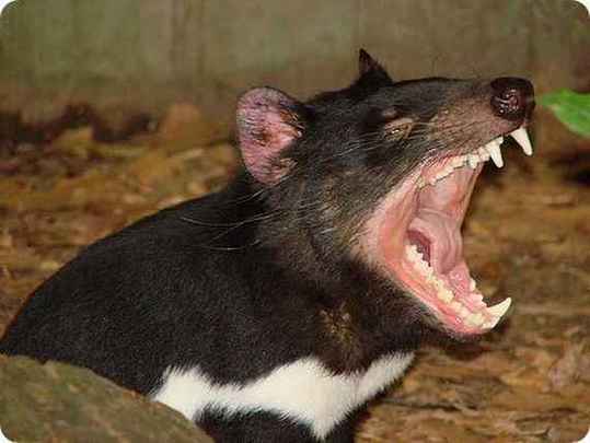 odd-animals20