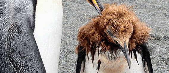 少年から大人に変わるってこういうことだったんだ。ペンギンの思春期