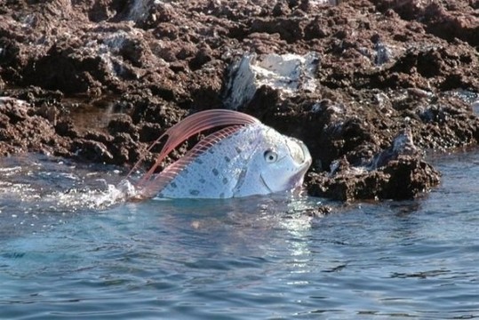The-Longest-Fish-In-The-World-7-570x381