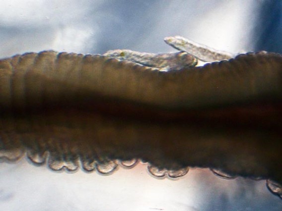 4_e4