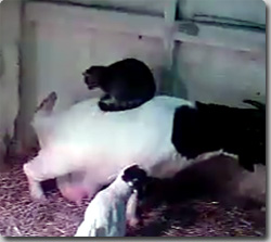 ヤギの母さんの背中は俺のもの、な猫