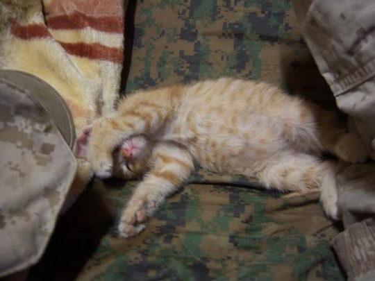 kittens_found_by_us_marines_in_afghanistan_08