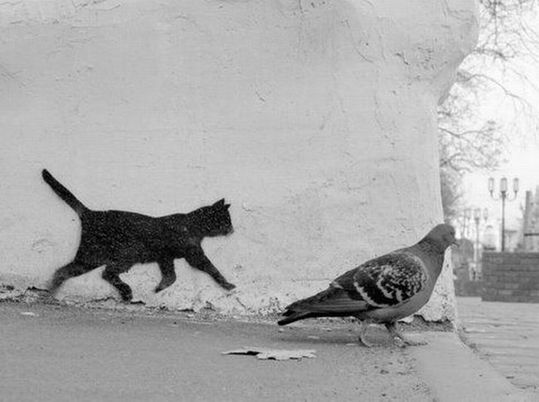 animals_77_22