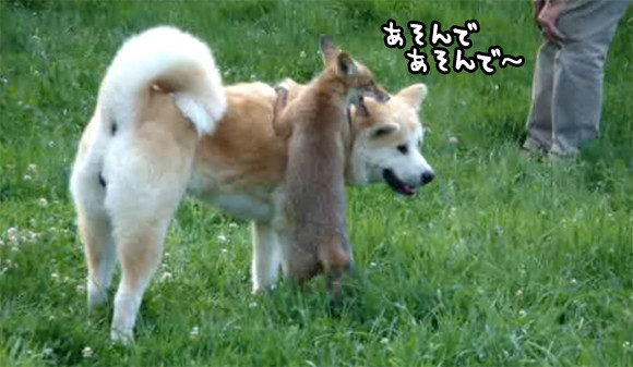 秋田犬に甘えたい子ぎつねコンコン、背中に乗ってきゃっきゃうふふ