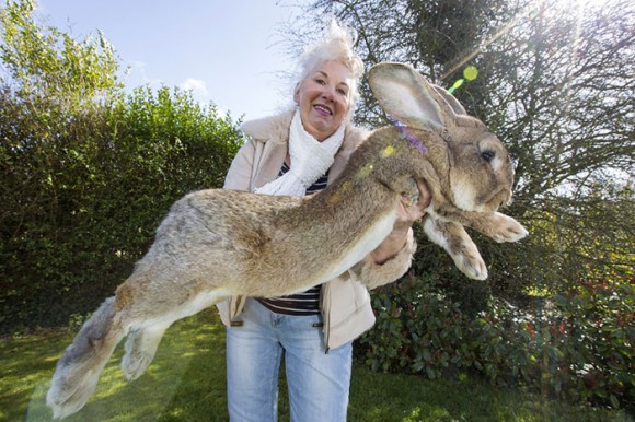 どでかっ！世界最大のウサギ、ダライアスさんに最強のライバル現れる！そのライバルは実の息子、ジェフさん。