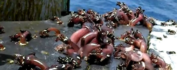 教えて生物班!軍の潜水艦でうごめいているこの生物はいったい何?
