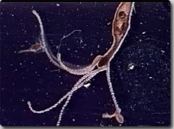 水中の極悪プレデター、「ヒドラ」のそら恐ろしい捕食の瞬間映像