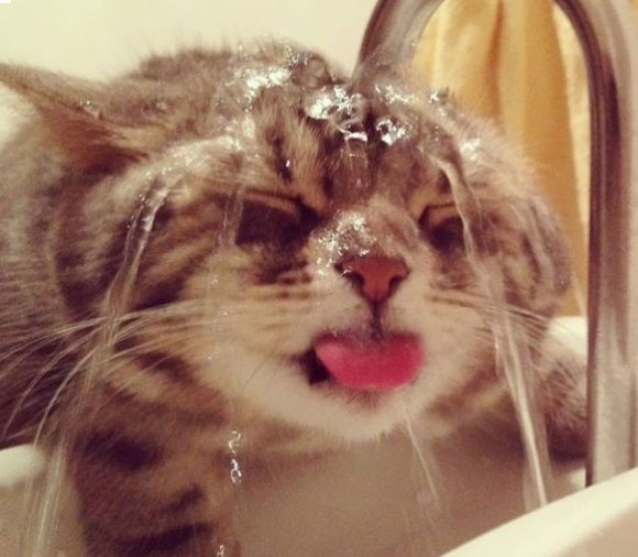 水もしたたるいいにゃんこ。濡れることを恐れない、むしろ水が好きな猫たちの画像