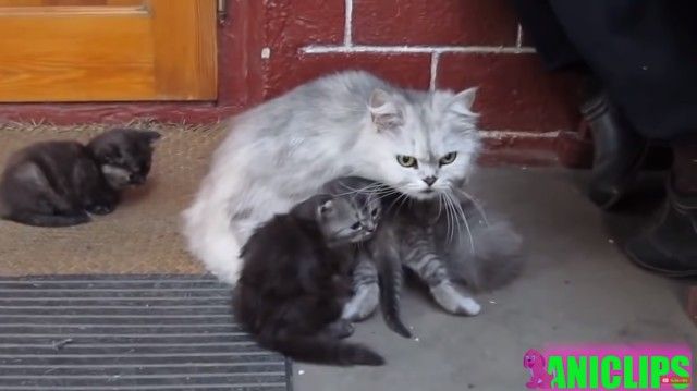 「危ないことしちゃ、メッ！」愛する子猫たちを見守るお母さん猫の母性本能