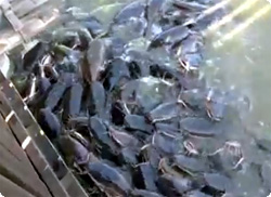 【動画】ロシアのナマズはお酒好き。ビールを撒いたらワラワラ寄ってきた