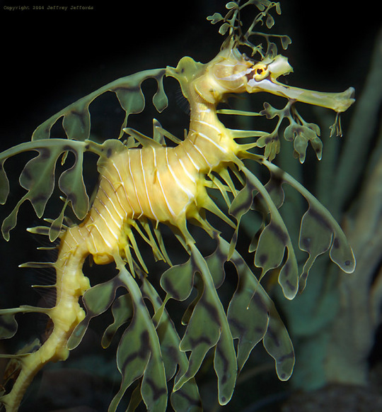 Leafy_Sea_Dragon