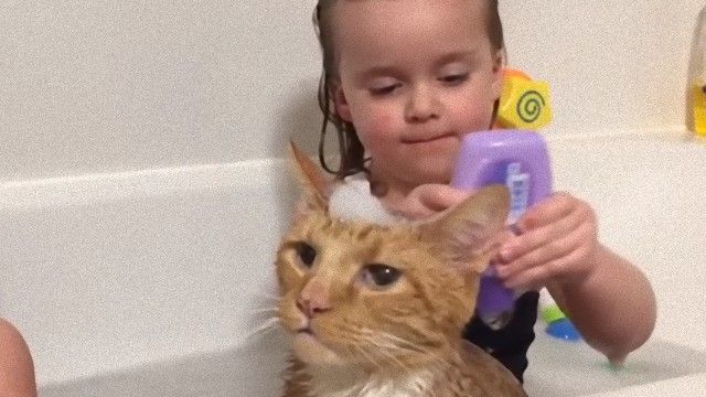 お風呂もご一緒しますし。子供たちと一緒にお風呂に入る茶トラ猫