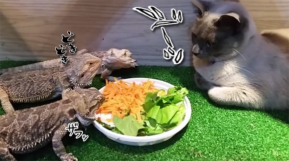 「き、緊張して食べられないけど～」トカゲたちの夕食監視官としての猫
