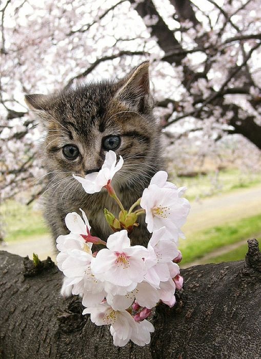 cherry_blossom_tree_cats_04