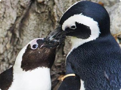 深い愛で結ばれた同性愛ペンギン、繁殖の為強制別離（カナダ）