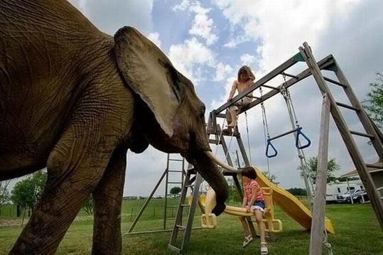 most_unusual_pets_10